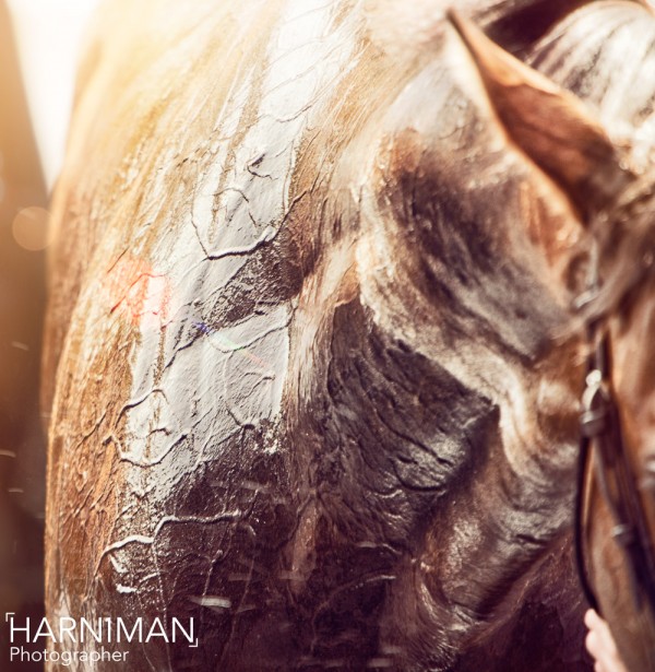 Royal Ascot, BMW